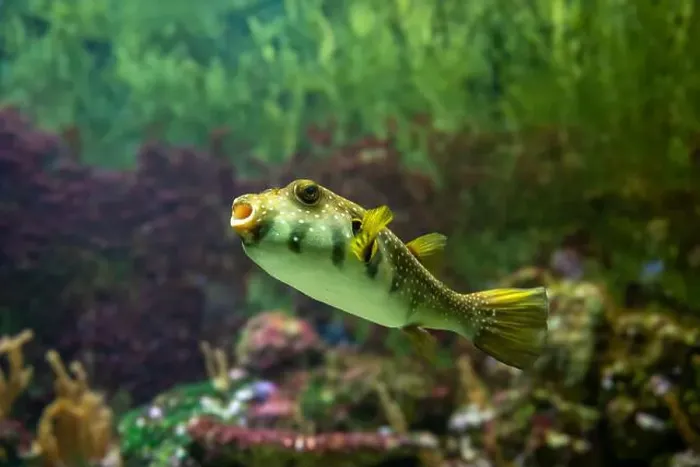 Framed Print : White-spotted puffer, Whitespotted blaasop or Stripedbelly blowfish (Arothron hispidus) Framed Print : White-spotted puffer, Whitespotted blaasop or Stripedbelly blowfish (Arothron hispidus)