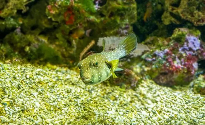 Framed Print : White-spotted puffer, Whitespotted blaasop or Stripedbelly blowfish (Arothron hispidus) Framed Print : White-spotted puffer, Whitespotted blaasop or Stripedbelly blowfish (Arothron hispidus)