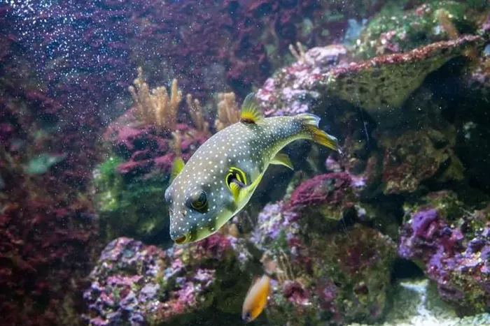 Framed Print : White-spotted puffer, Whitespotted blaasop or Stripedbelly blowfish (Arothron hispidus) Framed Print : White-spotted puffer, Whitespotted blaasop or Stripedbelly blowfish (Arothron hispidus)
