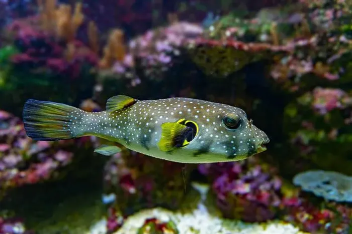 Framed Print : White-spotted puffer, Whitespotted blaasop or Stripedbelly blowfish (Arothron hispidus) Framed Print : White-spotted puffer, Whitespotted blaasop or Stripedbelly blowfish (Arothron hispidus)