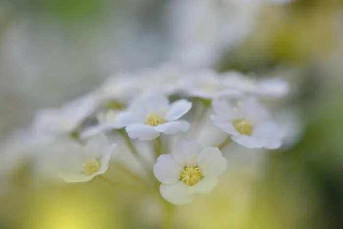 Framed Print : White Spring Flowers on Old Vintage Background.Beautiful Nature Wallpaper.Web Banner for design.Art photography.Artistic Floral Background.Creative Framed Print : White Spring Flowers on Old Vintage Background.Beautiful Nature Wallpaper.Web Banner for design.Art photography.Artistic Floral Background.Creative
