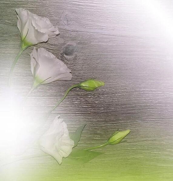 White Spring Flowers on Old Vintage Wood Background.Beautiful Nature Wallpaper.Web Banner for design.Art photography.Artistic Floral Background.Wooden
