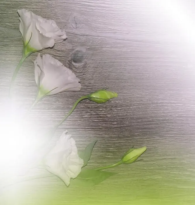 Framed Print : White Spring Flowers on Old Vintage Wood Background.Beautiful Nature Wallpaper.Web Banner for design.Art photography.Artistic Floral Background.Wooden Framed Print : White Spring Flowers on Old Vintage Wood Background.Beautiful Nature Wallpaper.Web Banner for design.Art photography.Artistic Floral Background.Wooden