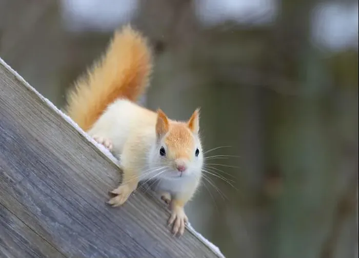 Framed Print : White squirrel (leucistic red squirrel) posing on wooden rail on a cold winter morning in Canada