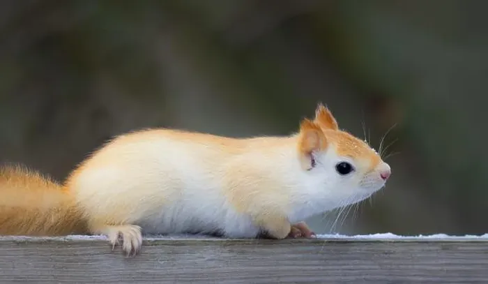 Framed Print : White squirrel (leucistic red squirrel) posing on wooden rail on a cold winter morning in Canada Framed Print : White squirrel (leucistic red squirrel) posing on wooden rail on a cold winter morning in Canada