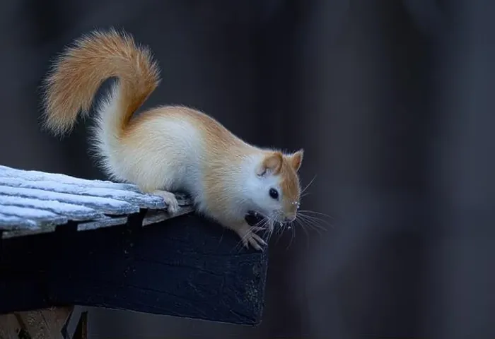 Framed Print : White squirrel (leucistic red squirrel) on top of a roof on a cold winter morning in Canada Framed Print : White squirrel (leucistic red squirrel) on top of a roof on a cold winter morning in Canada