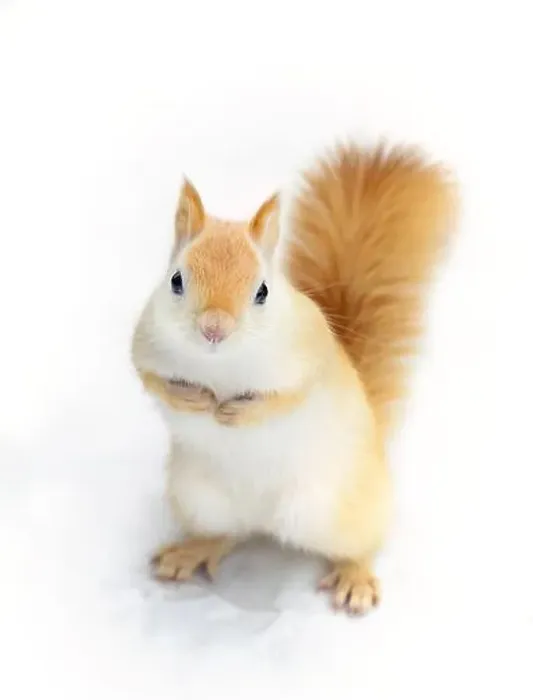 Framed Print : White squirrel (leucistic red squirrel) standing in the snow on a cold winter morning in Canada Framed Print : White squirrel (leucistic red squirrel) standing in the snow on a cold winter morning in Canada