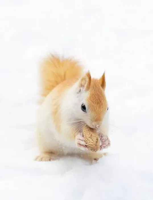 Framed Print : White squirrel (leucistic red squirrel) standing in the snow on a cold winter morning in Canada Framed Print : White squirrel (leucistic red squirrel) standing in the snow on a cold winter morning in Canada