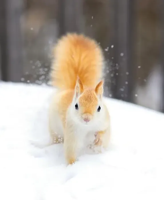 Framed Print : White squirrel (leucistic red squirrel) standing in the snow on a cold winter morning in Canada Framed Print : White squirrel (leucistic red squirrel) standing in the snow on a cold winter morning in Canada