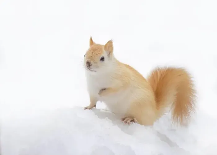 Framed Print : White squirrel (leucistic red squirrel) standing in the snow on a cold winter morning in Canada Framed Print : White squirrel (leucistic red squirrel) standing in the snow on a cold winter morning in Canada