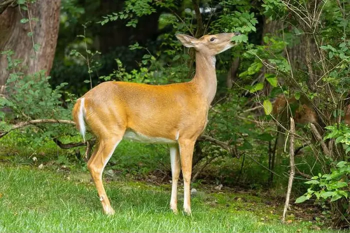 Framed Print : White-tailed deer doe browsing. Central New jersey, USA