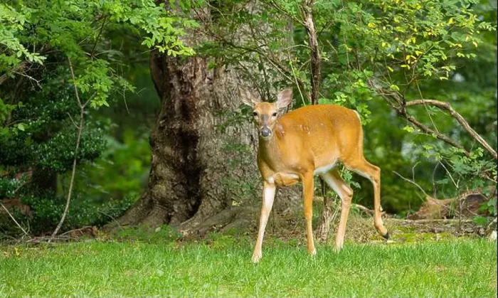 Framed Print : White-tailed deer doe in a dense forest. Central New Jersey, USA Framed Print : White-tailed deer doe in a dense forest. Central New Jersey, USA
