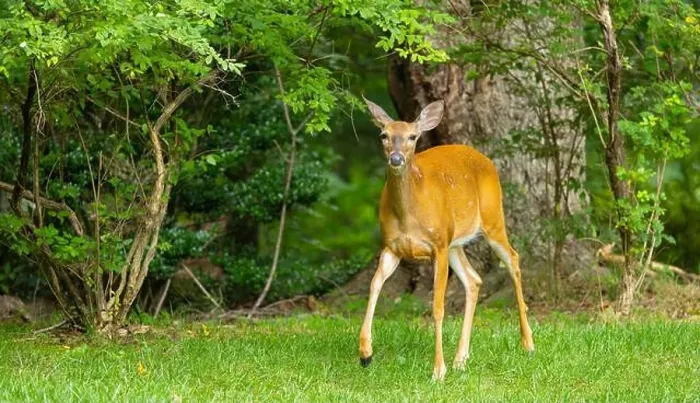 Framed Print : White-tailed deer doe in a dense forest. Central New Jersey, USA Framed Print : White-tailed deer doe in a dense forest. Central New Jersey, USA