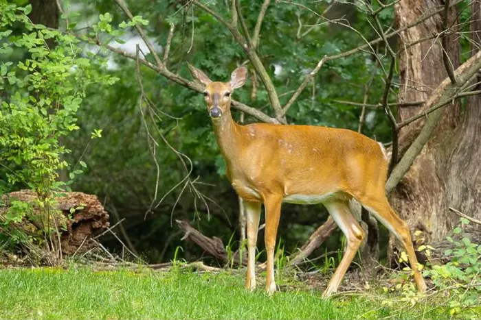 Framed Print : White-tailed deer doe in a dense forest. Central New Jersey, USA Framed Print : White-tailed deer doe in a dense forest. Central New Jersey, USA