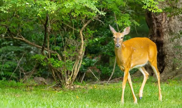 Framed Print : White-tailed deer doe in a dense forest. Central New Jersey, USA Framed Print : White-tailed deer doe in a dense forest. Central New Jersey, USA