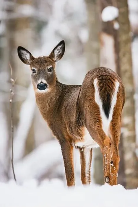 Framed Print : White-tailed Deer doe in snowy winter forest Framed Print : White-tailed Deer doe in snowy winter forest