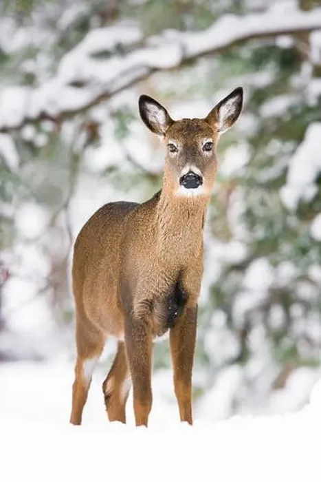 Framed Print : White-tailed deer doe standing at the edge of snow covered woods Framed Print : White-tailed deer doe standing at the edge of snow covered woods