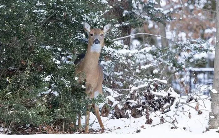 Framed Print : White-tailed deer doe in winter woods. New Jersey, USA Framed Print : White-tailed deer doe in winter woods. New Jersey, USA