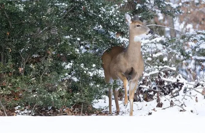 Framed Print : White-tailed deer doe in winter woods. New Jersey, USA Framed Print : White-tailed deer doe in winter woods. New Jersey, USA