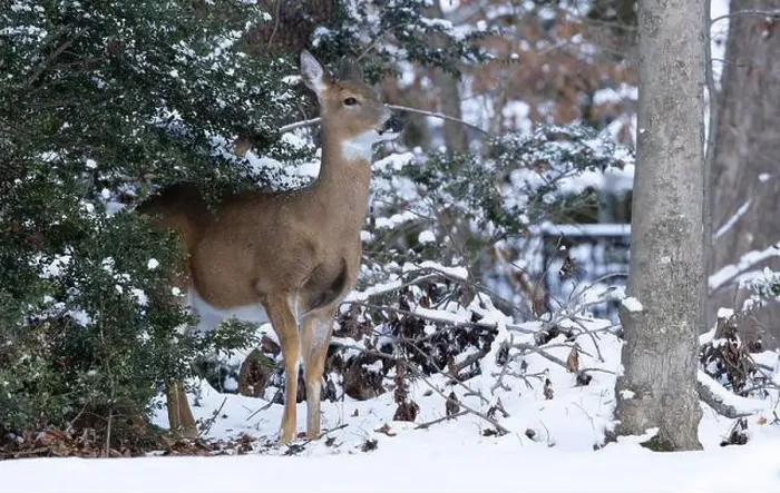 Framed Print : White-tailed deer doe in winter woods. New Jersey, USA