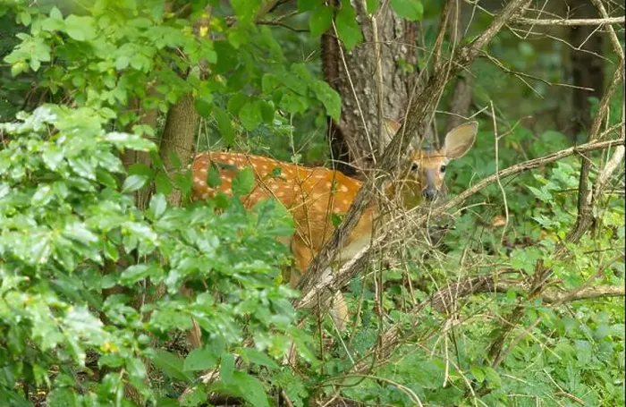 Framed Print : White-tailed deer fawn in the dense bush. Central New Jersey, USA Framed Print : White-tailed deer fawn in the dense bush. Central New Jersey, USA