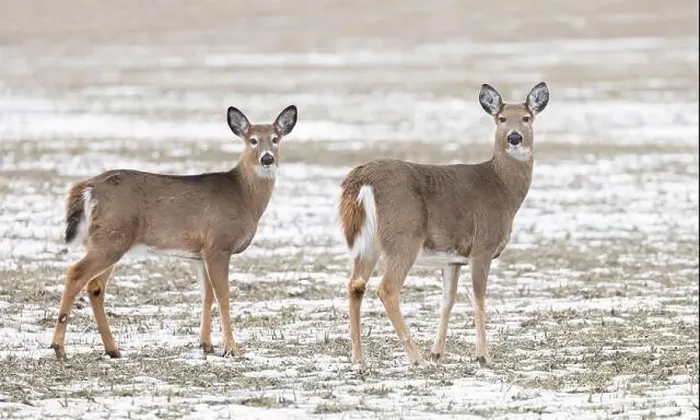Framed Print : White-tailed deer and her fawn in a snow covered field in Canada