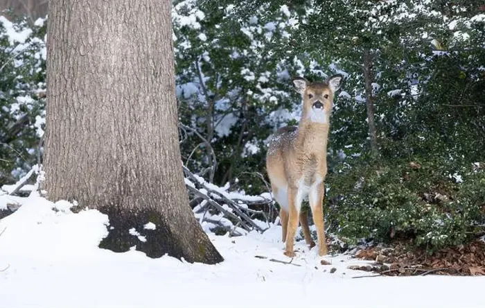 Framed Print : White-tailed deer fawn in winter woods. New Jersey, USA Framed Print : White-tailed deer fawn in winter woods. New Jersey, USA