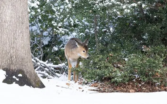 Framed Print : White-tailed deer fawn in winter woods. New Jersey, USA Framed Print : White-tailed deer fawn in winter woods. New Jersey, USA