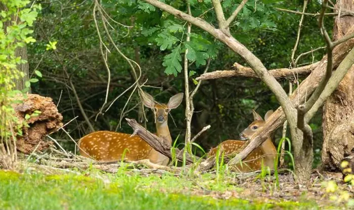 Framed Print : Two white-tailed deer fawns in the dense bush. Central New Jersey, USA Framed Print : Two white-tailed deer fawns in the dense bush. Central New Jersey, USA