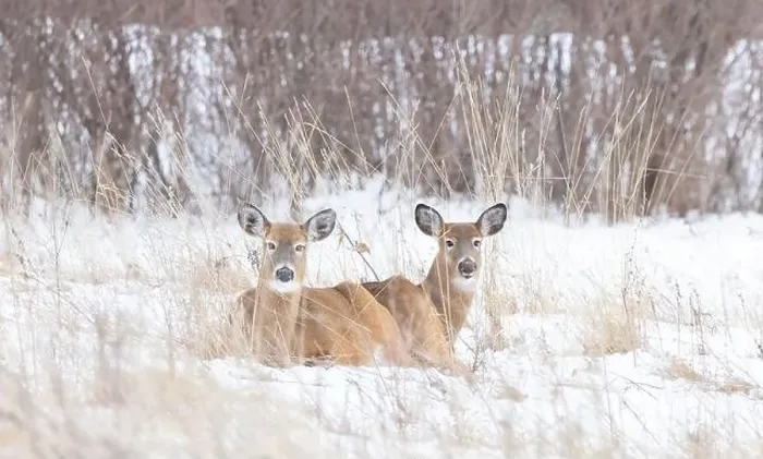 Framed Print : Two White-tailed deer resting in the snow on a winter day in Canada Framed Print : Two White-tailed deer resting in the snow on a winter day in Canada