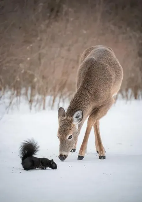 Framed Print : White tailed deer and squirrel eating seeds off snow in wooded area Framed Print : White tailed deer and squirrel eating seeds off snow in wooded area