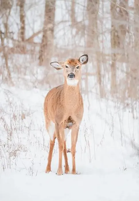 Framed Print : White-tailed deer standing alone in the snowy woods Framed Print : White-tailed deer standing alone in the snowy woods