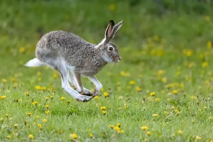 Framed Print : A White-tailed Jackrabbit hopping through a flowery field in Calgary, Alberta, Canada Framed Print : A White-tailed Jackrabbit hopping through a flowery field in Calgary, Alberta, Canada