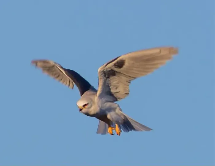 Framed Print : White-tailed Kite adult hovering in search of rodents Framed Print : White-tailed Kite adult hovering in search of rodents