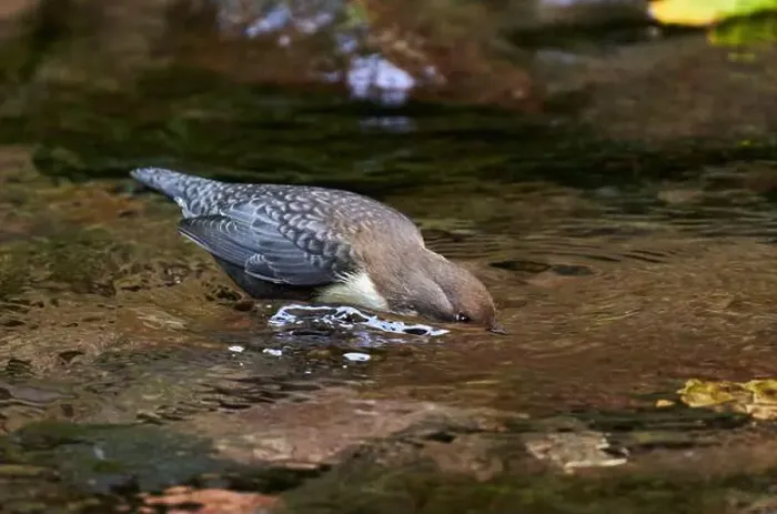 Framed Print : White throated dipper (Cinclus cinclus) in a river, looking for underwater worms or insects Framed Print : White throated dipper (Cinclus cinclus) in a river, looking for underwater worms or insects