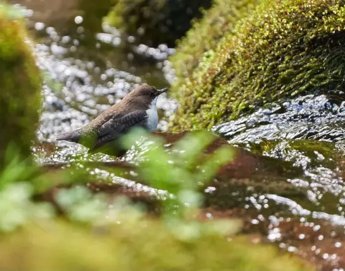 Framed Print : White throated dipper (Cinclus cinclus) in a river, looking for underwater worms or insects Framed Print : White throated dipper (Cinclus cinclus) in a river, looking for underwater worms or insects