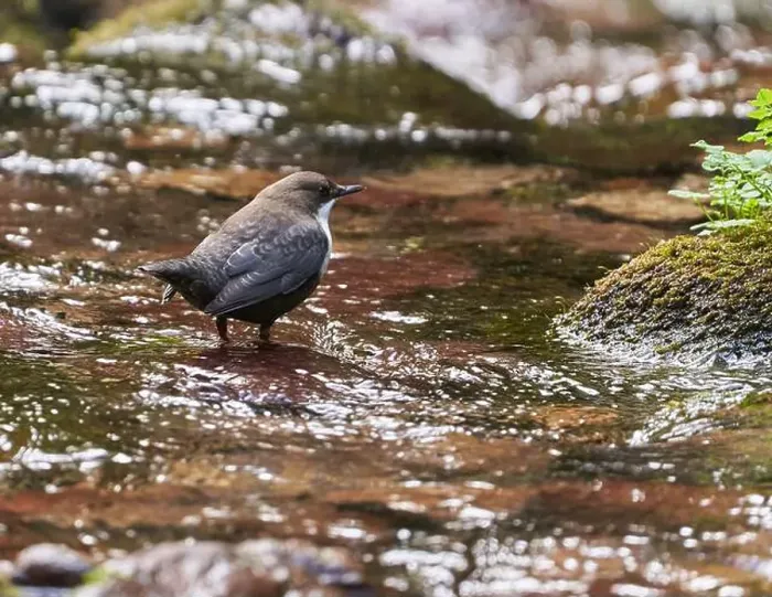 Framed Print : White throated dipper (Cinclus cinclus) in a river, looking for underwater worms or insects Framed Print : White throated dipper (Cinclus cinclus) in a river, looking for underwater worms or insects