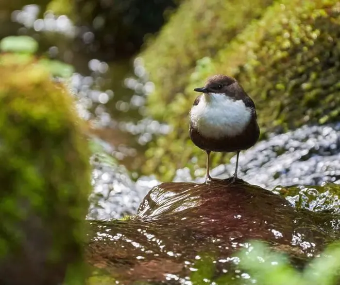Framed Print : White throated dipper (Cinclus cinclus) in a river, looking for underwater worms or insects Framed Print : White throated dipper (Cinclus cinclus) in a river, looking for underwater worms or insects