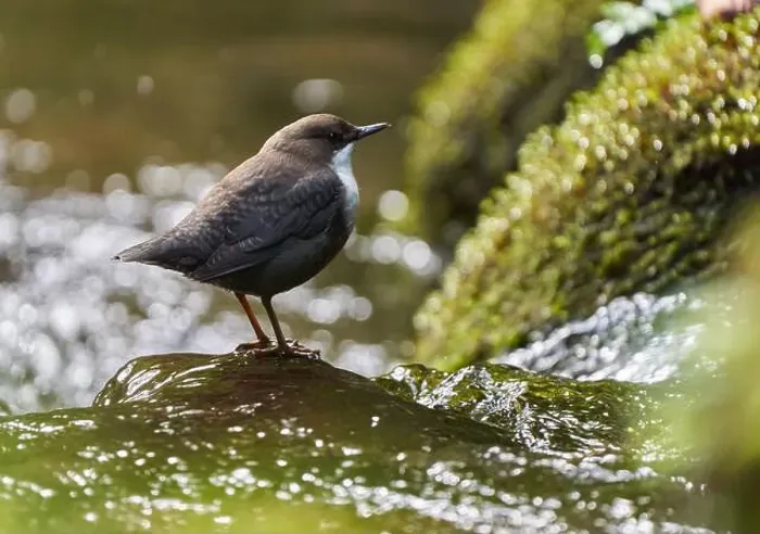 Framed Print : White throated dipper (Cinclus cinclus) in a river, looking for underwater worms or insects Framed Print : White throated dipper (Cinclus cinclus) in a river, looking for underwater worms or insects