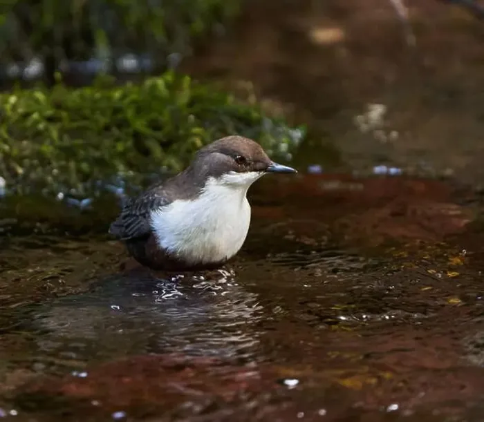 Framed Print : White throated dipper (Cinclus cinclus) in a river, looking for underwater worms or insects Framed Print : White throated dipper (Cinclus cinclus) in a river, looking for underwater worms or insects