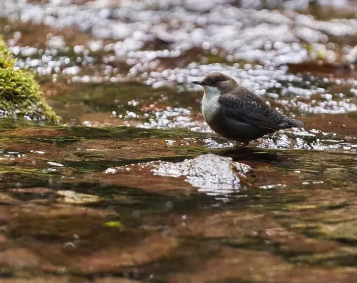 Framed Print : White throated dipper (Cinclus cinclus) in a river, looking for underwater worms or insects Framed Print : White throated dipper (Cinclus cinclus) in a river, looking for underwater worms or insects