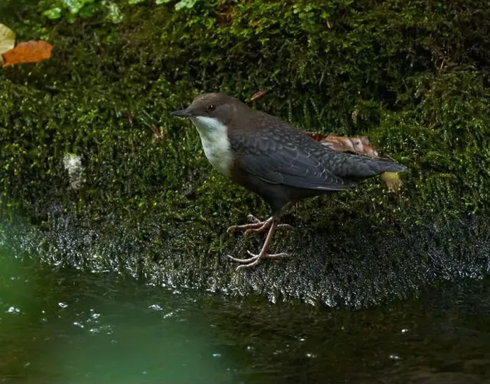 Framed Print : White throated dipper (Cinclus cinclus) in a river, looking for underwater worms or insects Framed Print : White throated dipper (Cinclus cinclus) in a river, looking for underwater worms or insects