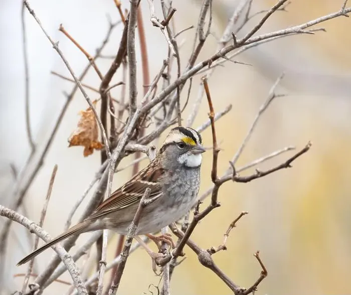 Framed Print : White-throated sparrow in woodland habitat in autumn in Ontario Canada Framed Print : White-throated sparrow in woodland habitat in autumn in Ontario Canada