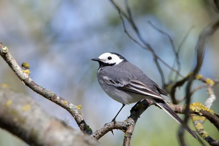 Framed Print : White wagtail (Motacilla alba) is a small passerine bird in the wagtail family Motacillidae Framed Print : White wagtail (Motacilla alba) is a small passerine bird in the wagtail family Motacillidae