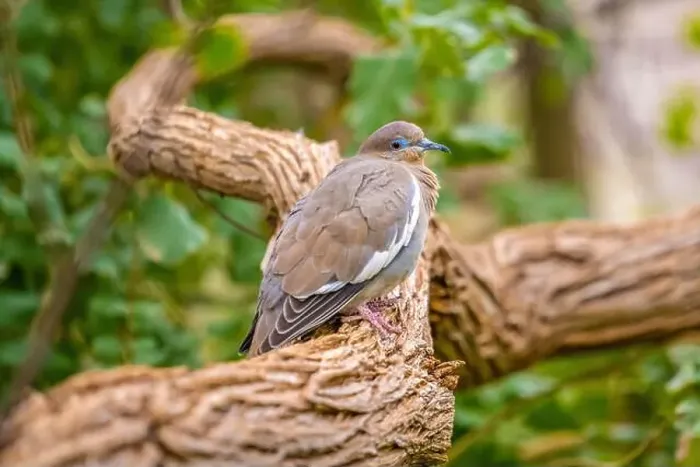 Framed Print : A White Winged Dove in Tucson, Arizona Framed Print : A White Winged Dove in Tucson, Arizona