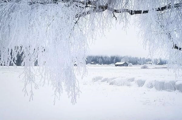 White winter landscape with frosty tree at daytime in Finland