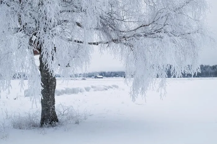 Framed Print : White winter landscape with frosty tree at daytime in Finland Framed Print : White winter landscape with frosty tree at daytime in Finland