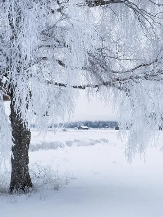 Framed Print : White winter landscape with frosty tree at daytime in Finland Framed Print : White winter landscape with frosty tree at daytime in Finland
