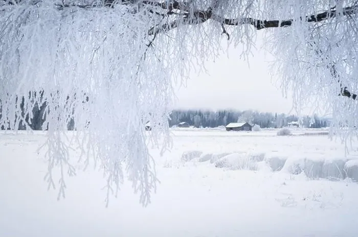 Framed Print : White winter landscape with frosty tree at daytime in Finland Framed Print : White winter landscape with frosty tree at daytime in Finland