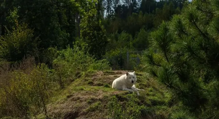 Framed Print : White wolf lying on wet grass in cloudy summer hot day Framed Print : White wolf lying on wet grass in cloudy summer hot day